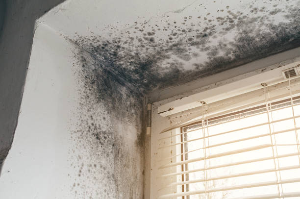 Affordable Mold Remediation solutions in Allyn, WA