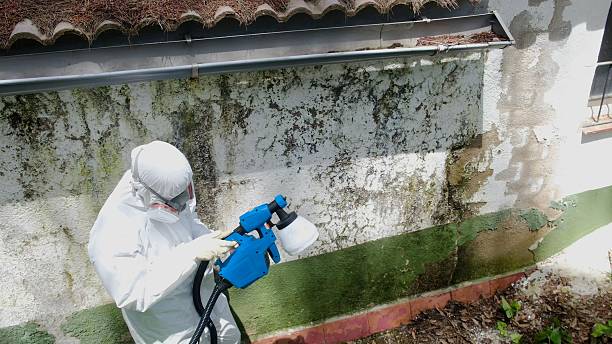 Top rated local Mold Remediation specialists in Allyn, WA